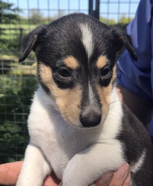 Car travel crate, guard or other?