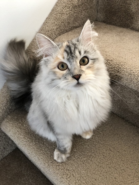 Show me your cats!