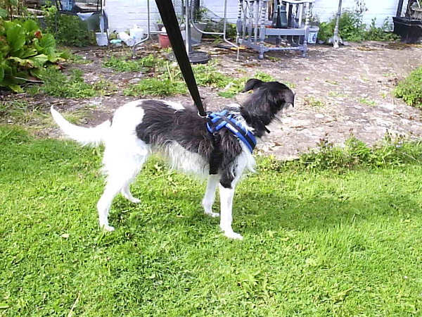 ideas for mix of this dog
