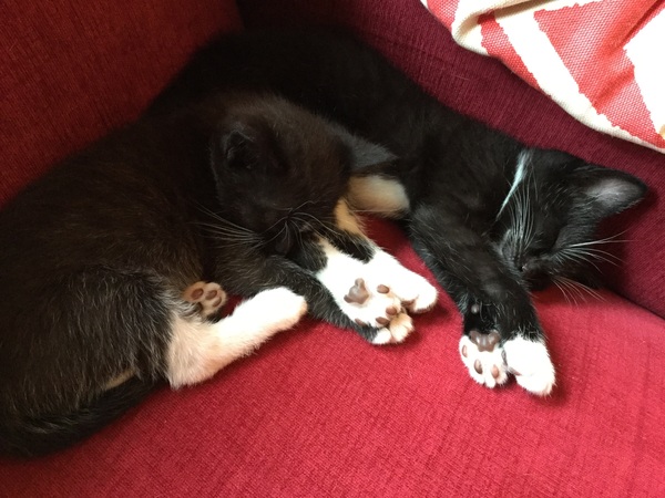 How long is a cat’s memory?
