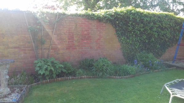 Help brighten my borders!