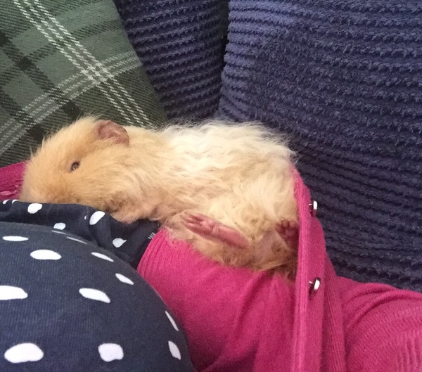 I need to show you this pic of my pig (please excuse my giant boob in shot!)