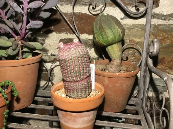 Spotty cactus