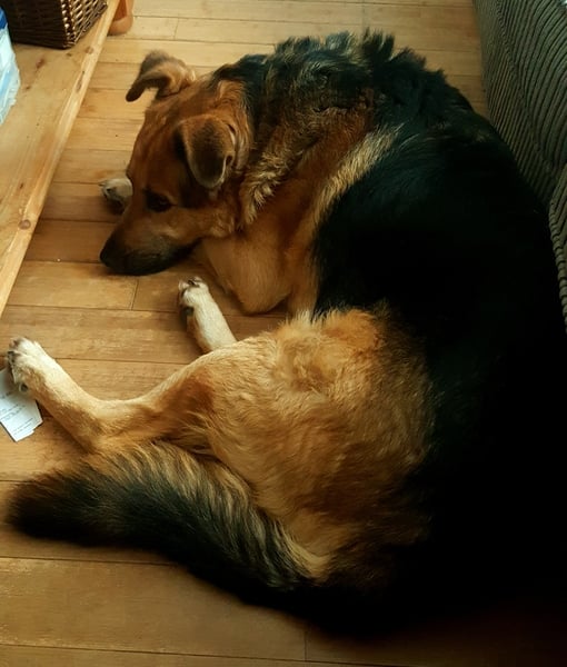 To think I owe my dog so much