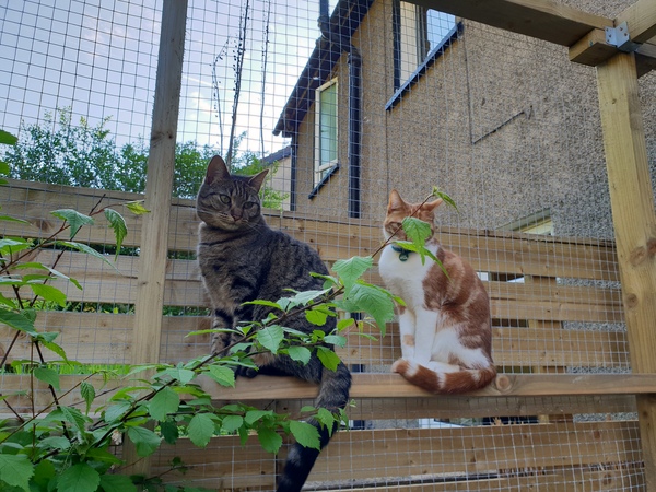 What's your DCat up to today? Episode 6, Return of the... Cats?