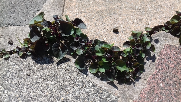 Advice on weeding crazy paving