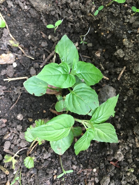 What is this plant?