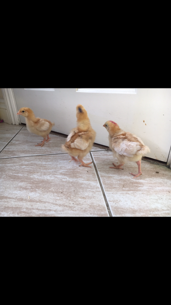 Taking in a male chick from sons school...
