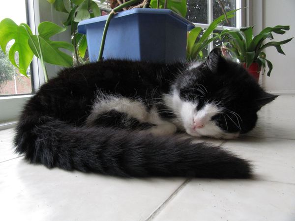 What is the oldest aged cat you have known