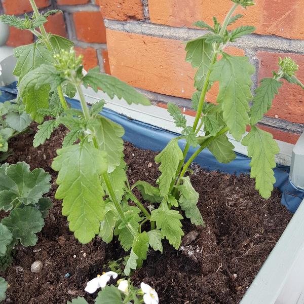 Why is my verbena sulking? (pic)