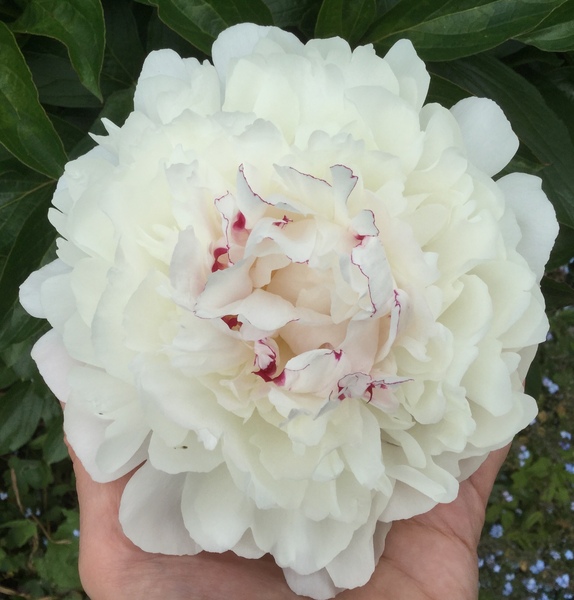 Show off your peonies!