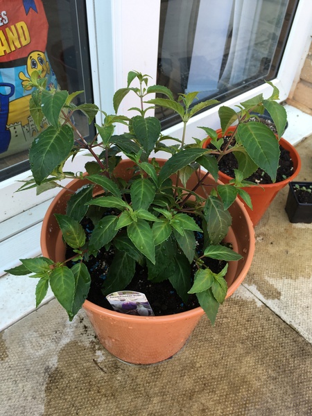Help with a fuchsia