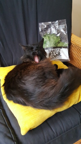 What's your DCat up to today? Episode 6, Return of the... Cats?