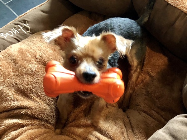 To think I owe my dog so much