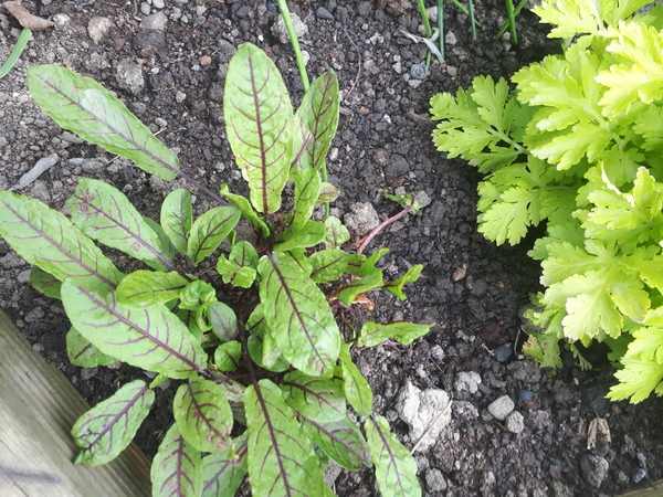Is this a herb?