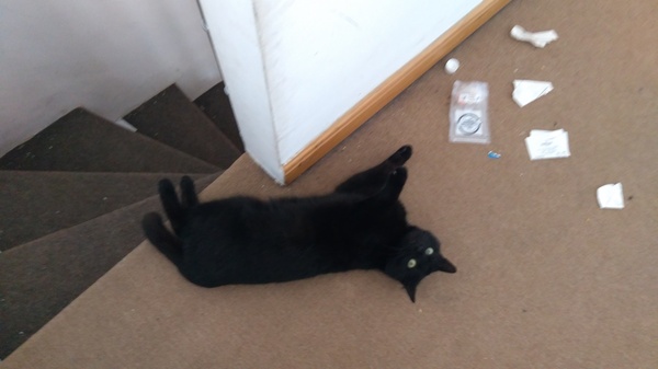 I managed to get a photo of all my cats at the same time!