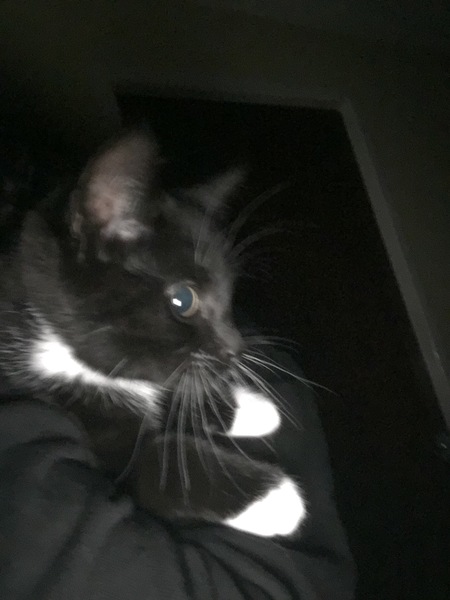 I love my new kittens