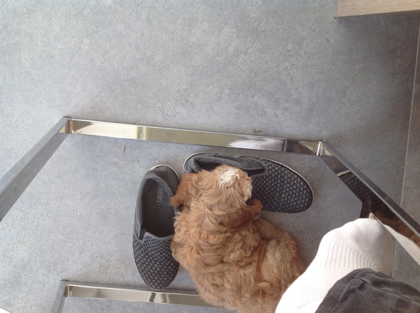 Tips for surviving puppy motherhood? 🐶