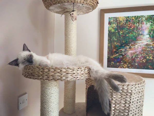 What do you feed your cat?