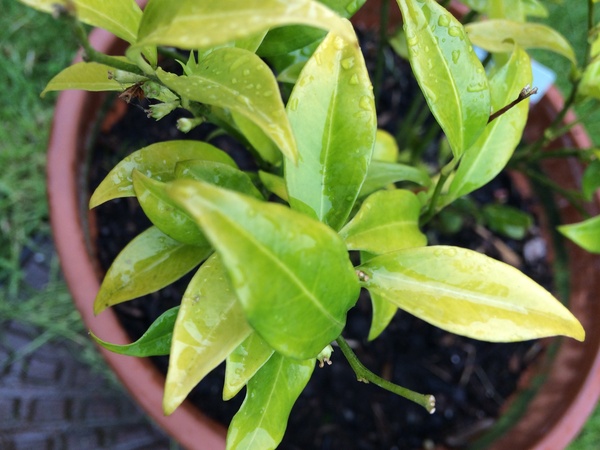 Does anyone recognise this shrub?