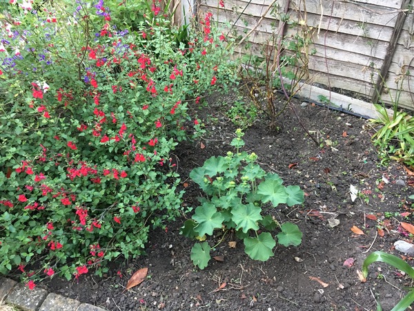 Novice gardener wondering what to do with this flower bed!