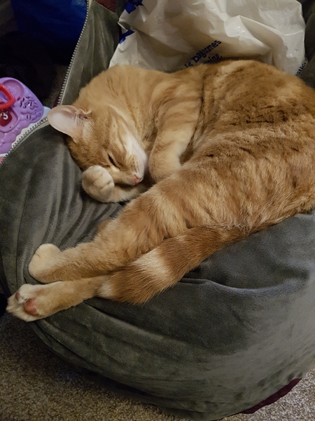 Show me your cats!