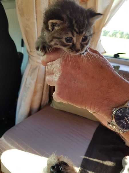 Found a kitten