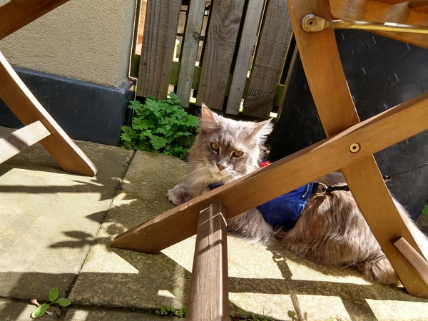 Trampoline as makeshift catio?