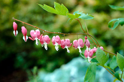 Recommendation for shrub for partial shade