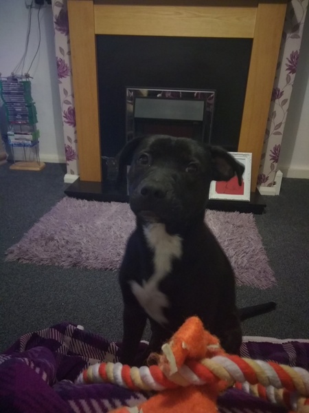 To think I owe my dog so much