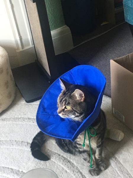 What’s the best cone for three weeks?