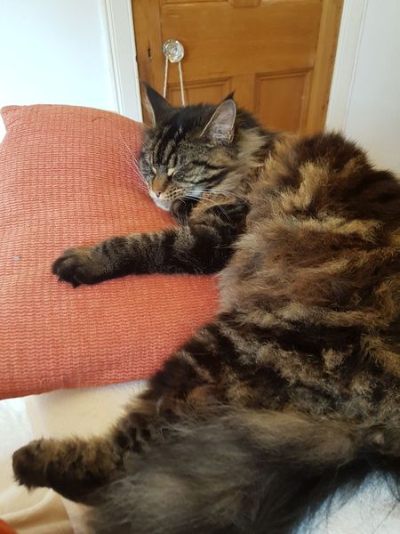 Why doesn't anyone want my cat?