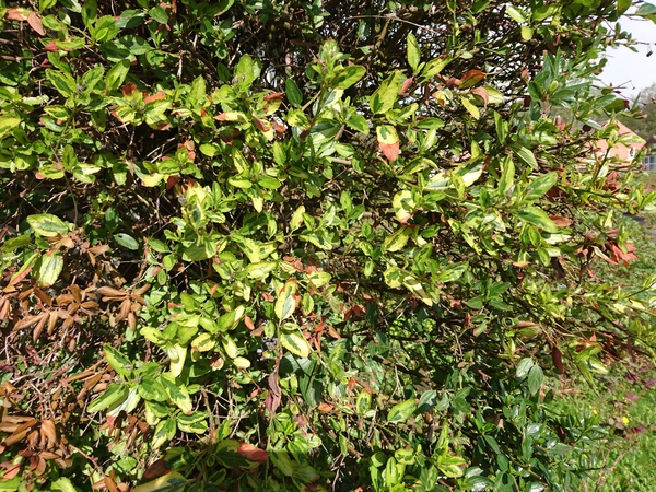 Shrub identification and diagnosis