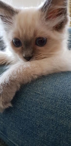 Kitten morning routine