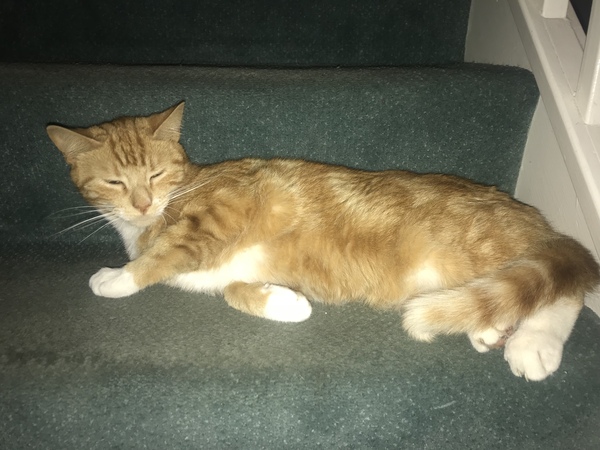 .. to be jealous of my cat..