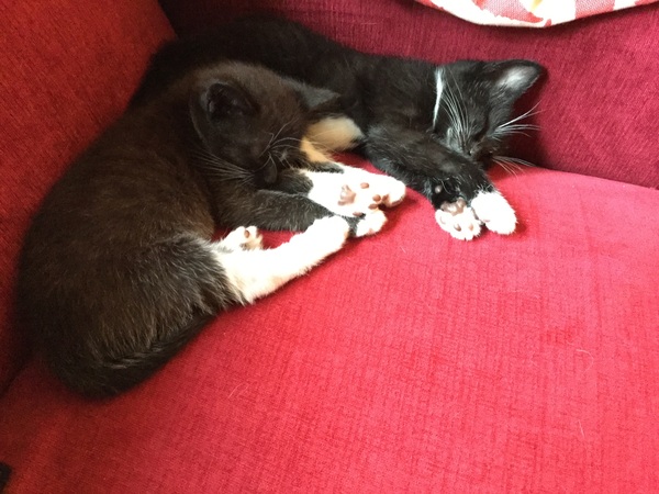 New fosters about to arrive