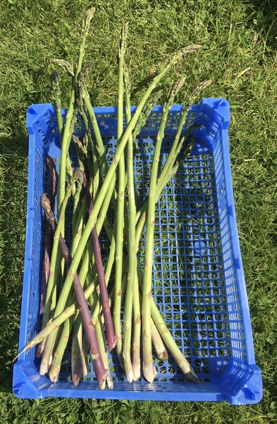 Allotment/Veg Patch Thread 12! Plotmenters hoping for better weather