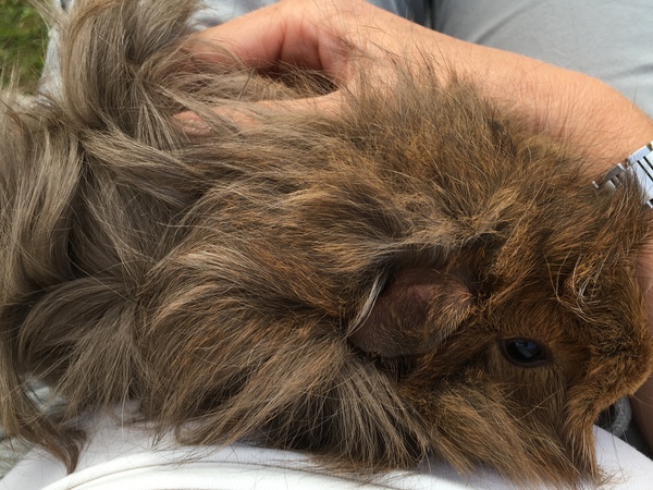 To get guinea pigs even if dd2 doesn't want them?