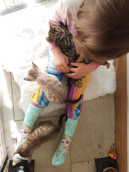 Kittens and young children, advice?