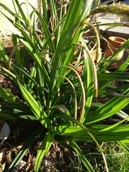 Grass/plant identy help!