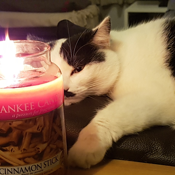 .. to be jealous of my cat..