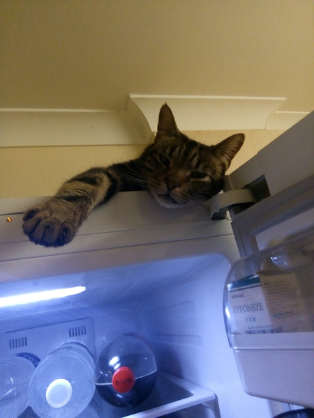 Show me your cats!