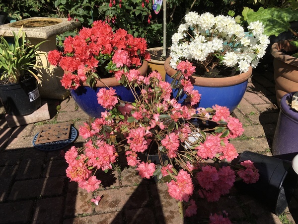 Help brighten my borders!