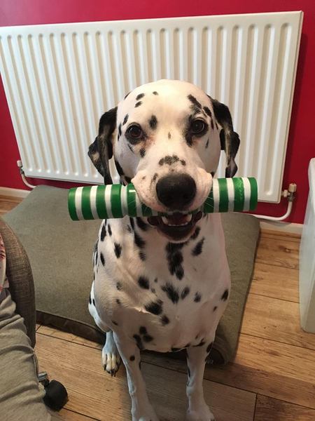 Sodding dog hairs! How do you stop them taking over??