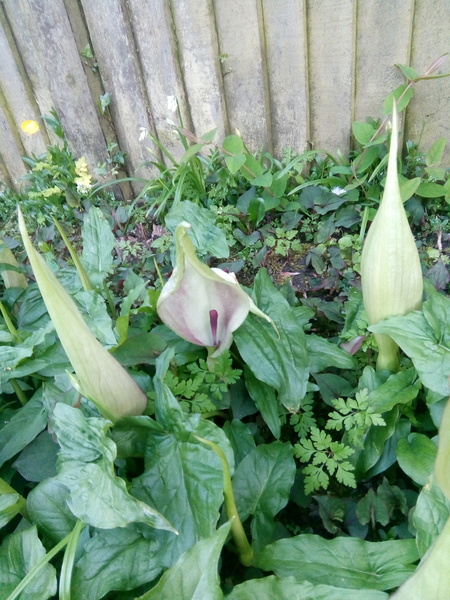 Plant ID?