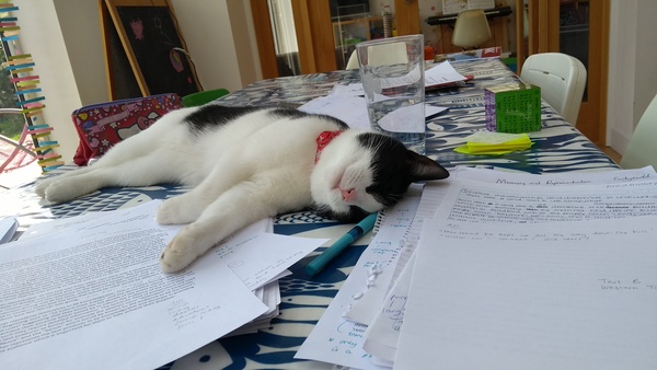 New adopted cat - gone off us?