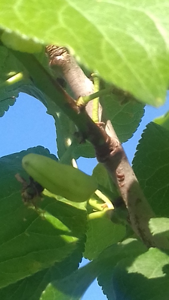 Can someone tell me what this tree is please