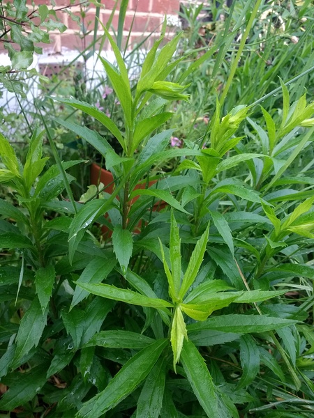 Yet another plant/weed identification thread