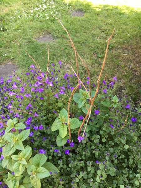 Are these shoots dead?
