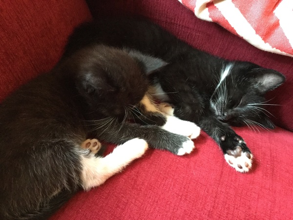 How long is a cat’s memory?